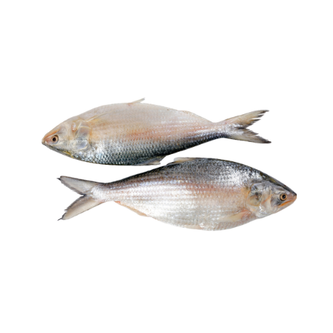 Hilsa Fish